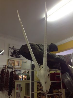 Gemsbok Antlers on Skull